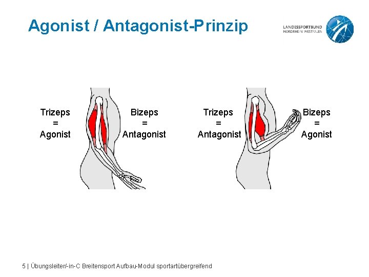 Agonist / Antagonist-Prinzip Trizeps = Agonist Bizeps = Antagonist Trizeps = Antagonist 5 |