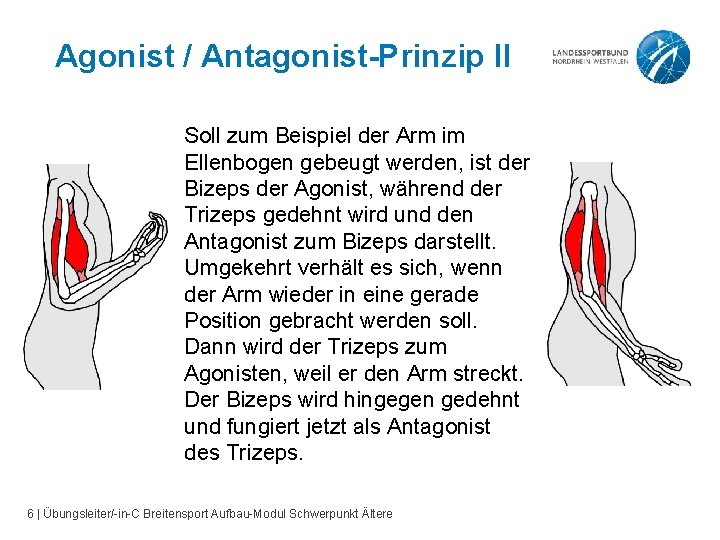 Agonist / Antagonist-Prinzip II Soll zum Beispiel der Arm im Ellenbogen gebeugt werden, ist