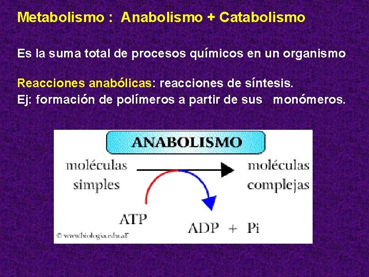 Metabolismo : Anabolismo + Catabolismo Es la suma total de procesos químicos en un