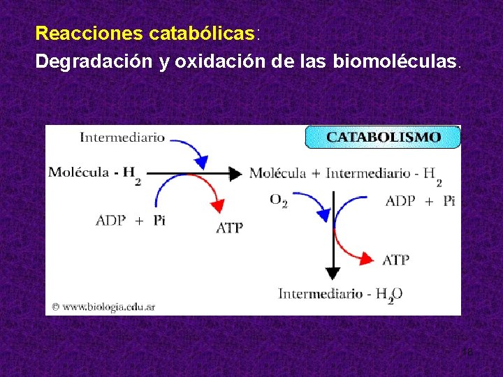 Reacciones catabólicas: Degradación y oxidación de las biomoléculas. 18 