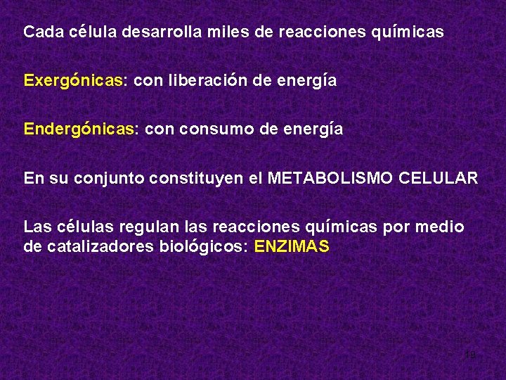 Cada célula desarrolla miles de reacciones químicas Exergónicas: con liberación de energía Endergónicas: consumo
