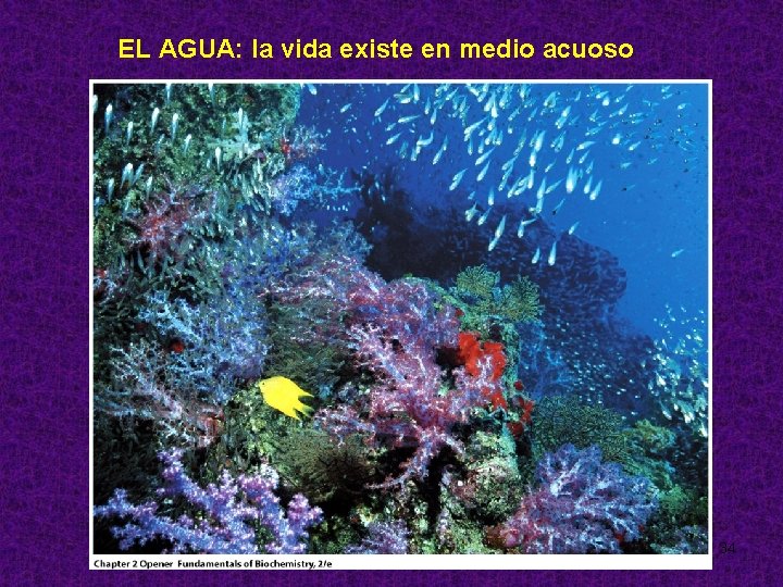 EL AGUA: la vida existe en medio acuoso 34 