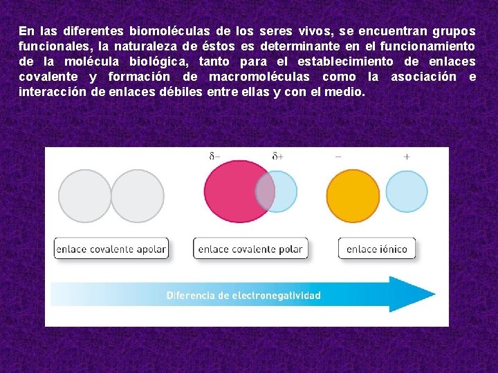 En las diferentes biomoléculas de los seres vivos, se encuentran grupos funcionales, la naturaleza