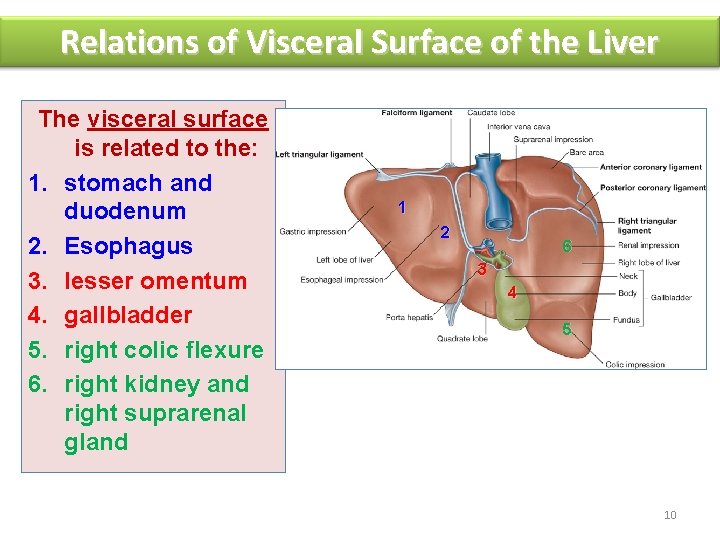 Relations of Visceral Surface of the Liver The visceral surface is related to the: