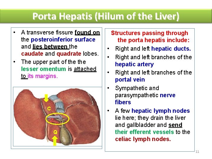 Porta Hepatis (Hilum of the Liver) • A transverse fissure found on the posteroinferior
