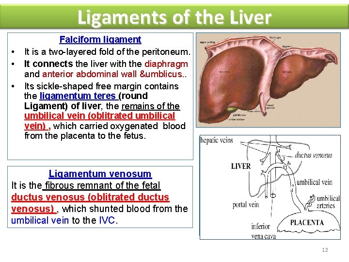 Ligaments of the Liver • • • Falciform ligament It is a two-layered fold