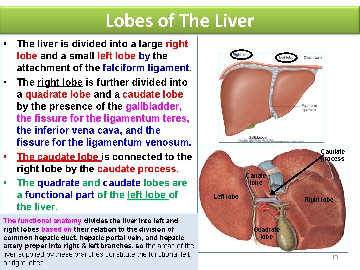 Lobes of The Liver • The liver is divided into a large right lobe
