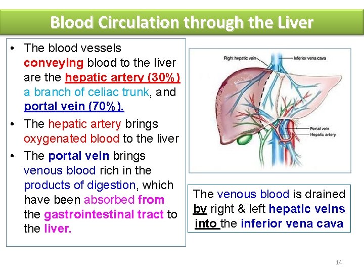 Blood Circulation through the Liver • The blood vessels conveying blood to the liver