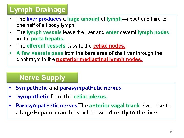 Lymph Drainage • The liver produces a large amount of lymph—about one third to