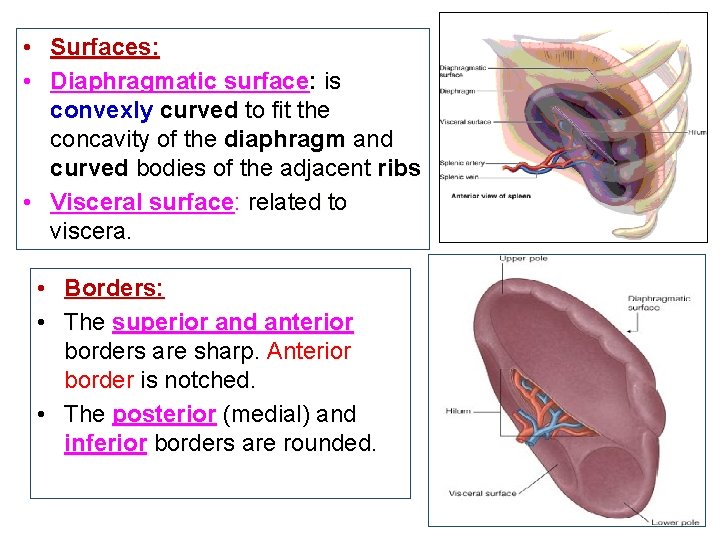  • Surfaces: • Diaphragmatic surface: is convexly curved to fit the concavity of