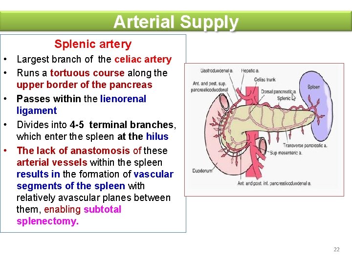 Arterial Supply Splenic artery • Largest branch of the celiac artery • Runs a