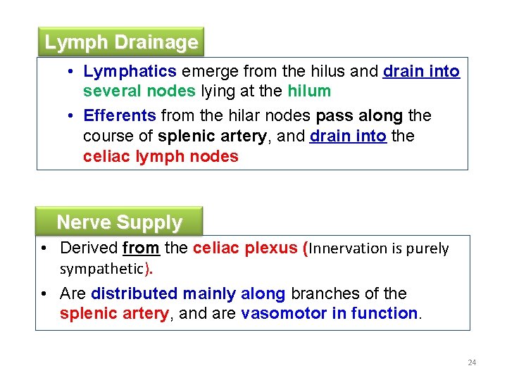 Lymph Drainage • Lymphatics emerge from the hilus and drain into several nodes lying