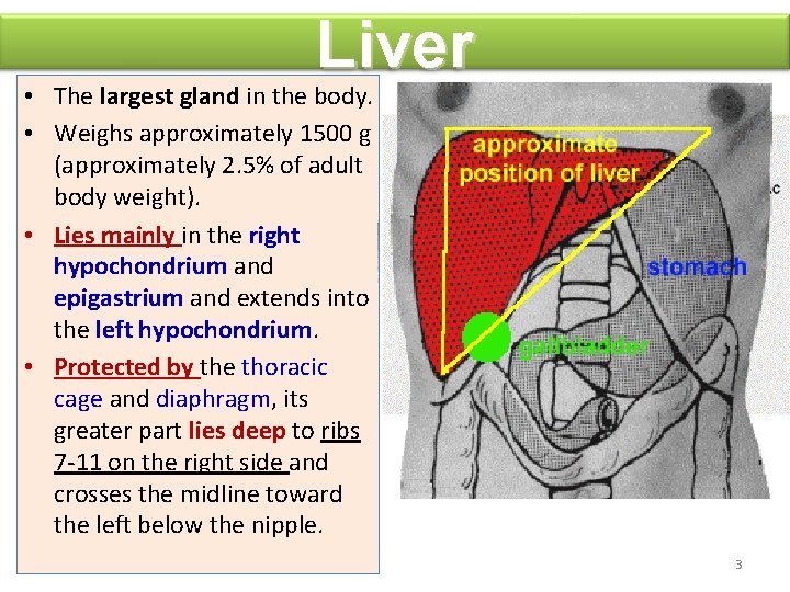 Liver • The largest gland in the body. • Weighs approximately 1500 g (approximately