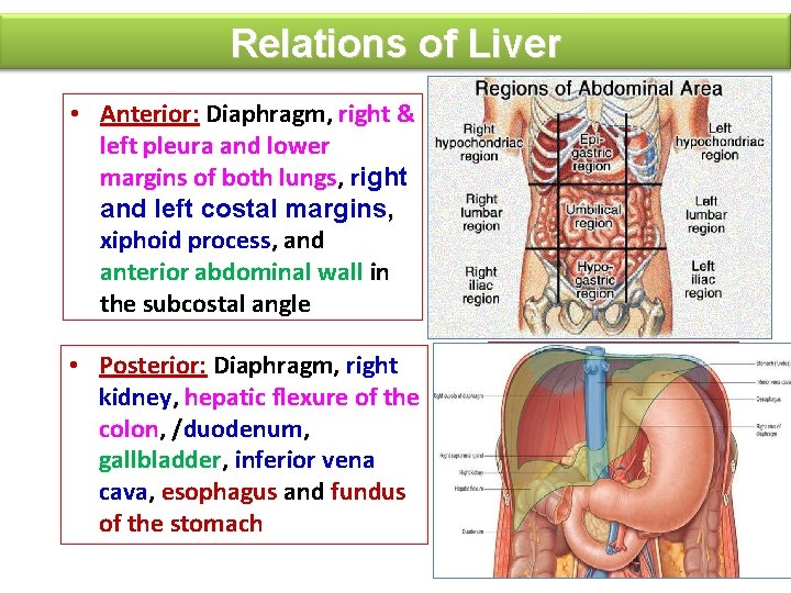 Relations of Liver • Anterior: Diaphragm, right & left pleura and lower margins of