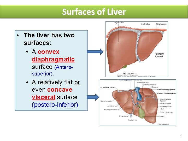 Surfaces of Liver • The liver has two surfaces: • A convex diaphragmatic surface