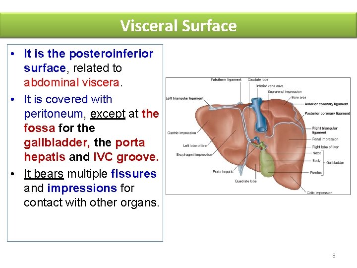 Visceral Surface • It is the posteroinferior surface, related to abdominal viscera. • It