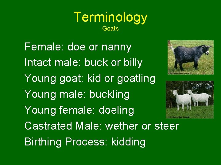 Terminology Goats Female: doe or nanny Intact male: buck or billy Young goat: kid