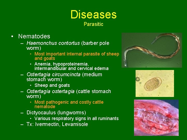 Diseases Parasitic • Nematodes – Haemonchus contortus (barber pole worm) • Most important internal