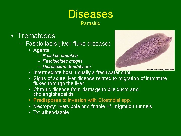 Diseases Parasitic • Trematodes – Fascioliasis (liver fluke disease) • Agents – Fasciola hepatica