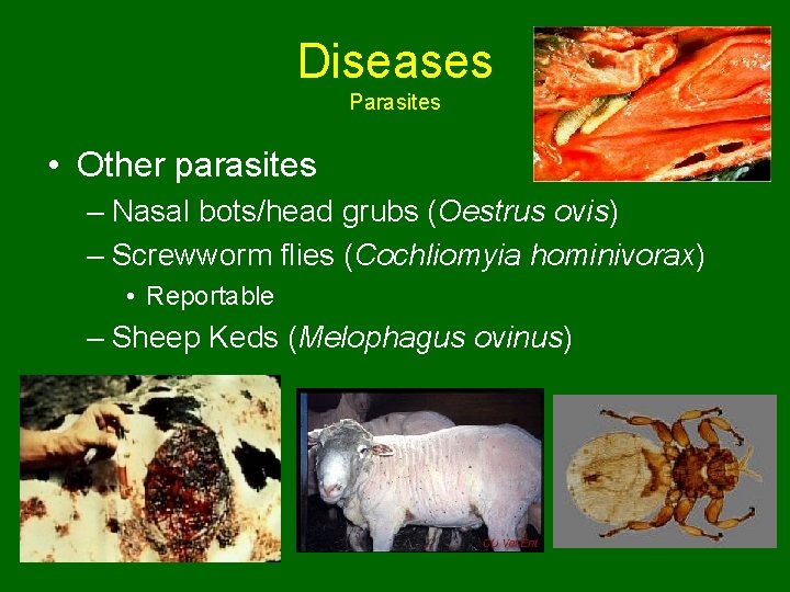 Diseases Parasites • Other parasites – Nasal bots/head grubs (Oestrus ovis) – Screwworm flies