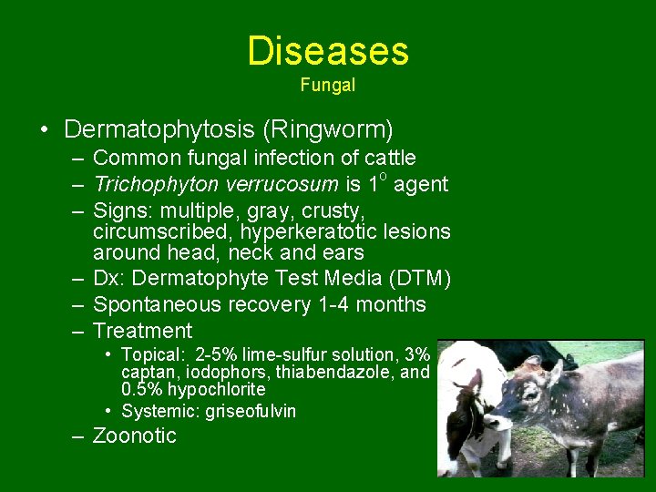 Diseases Fungal • Dermatophytosis (Ringworm) – Common fungal infection of cattle – Trichophyton verrucosum