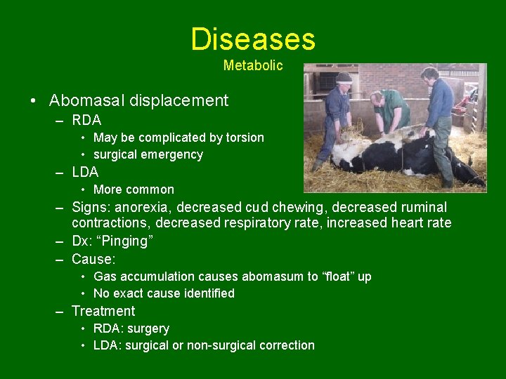 Diseases Metabolic • Abomasal displacement – RDA • May be complicated by torsion •