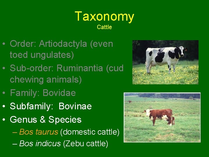 Taxonomy Cattle • Order: Artiodactyla (even toed ungulates) • Sub-order: Ruminantia (cud chewing animals)