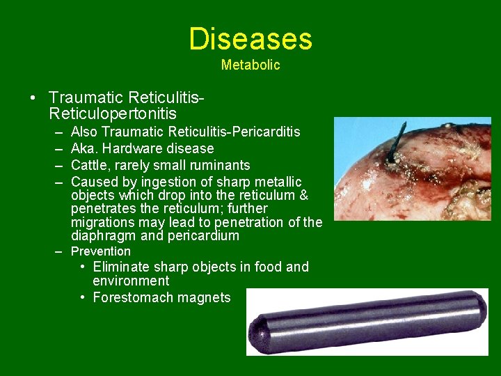 Diseases Metabolic • Traumatic Reticulitis. Reticulopertonitis – – Also Traumatic Reticulitis-Pericarditis Aka. Hardware disease