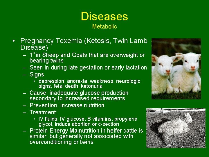 Diseases Metabolic • Pregnancy Toxemia (Ketosis, Twin Lamb Disease) – 1 o in Sheep