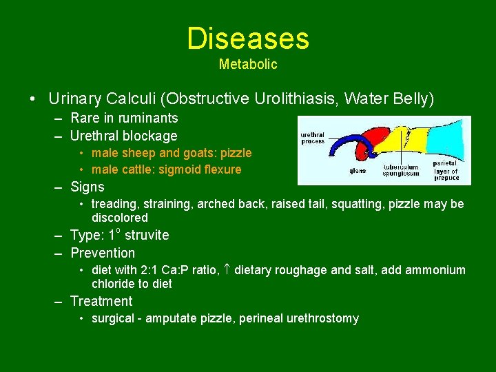 Diseases Metabolic • Urinary Calculi (Obstructive Urolithiasis, Water Belly) – Rare in ruminants –