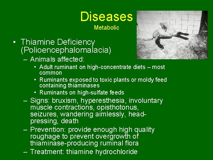 Diseases Metabolic • Thiamine Deficiency (Polioencephalomalacia) – Animals affected: • Adult ruminant on high-concentrate