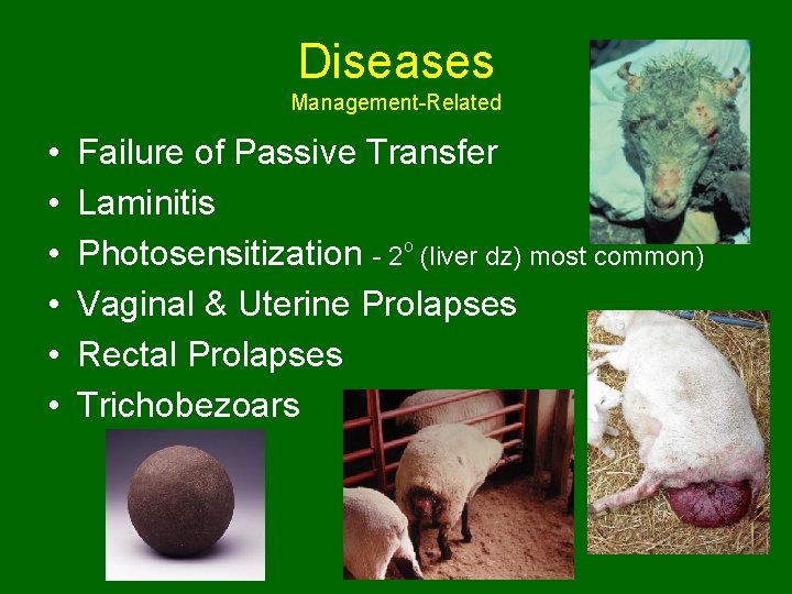 Diseases Management-Related • • • Failure of Passive Transfer Laminitis Photosensitization - 2 o