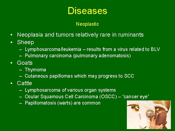 Diseases Neoplastic • Neoplasia and tumors relatively rare in ruminants • Sheep – Lymphosarcoma/leukemia