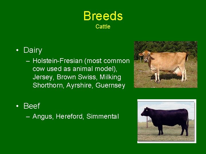 Breeds Cattle • Dairy – Holstein-Fresian (most common cow used as animal model), Jersey,