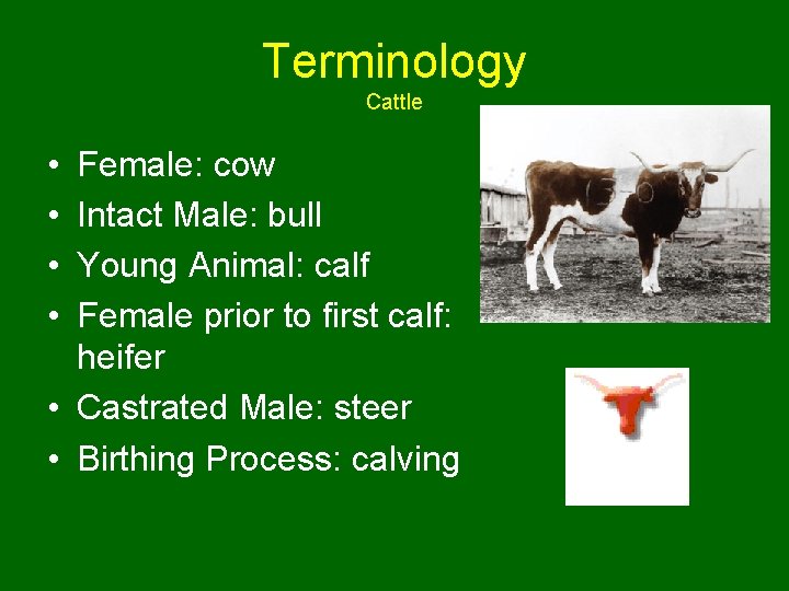 Terminology Cattle • • Female: cow Intact Male: bull Young Animal: calf Female prior