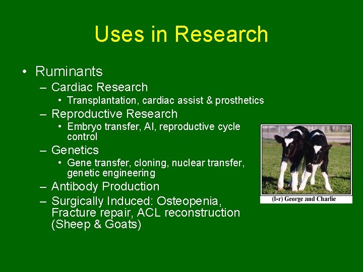 Uses in Research • Ruminants – Cardiac Research • Transplantation, cardiac assist & prosthetics