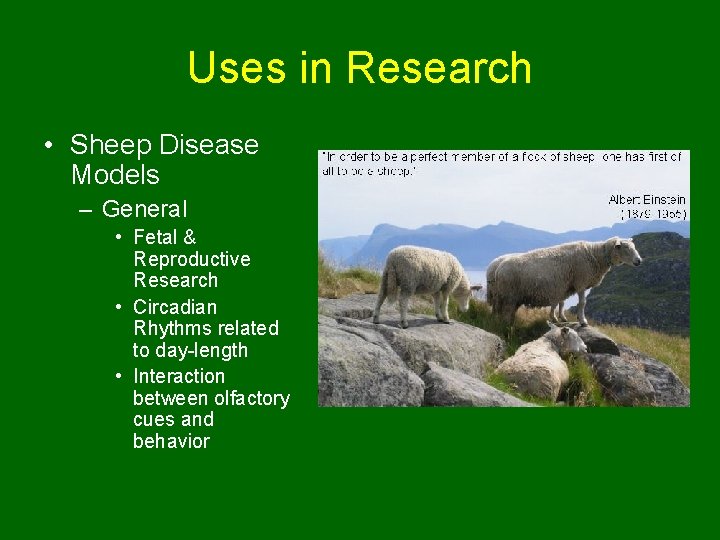 Uses in Research • Sheep Disease Models – General • Fetal & Reproductive Research