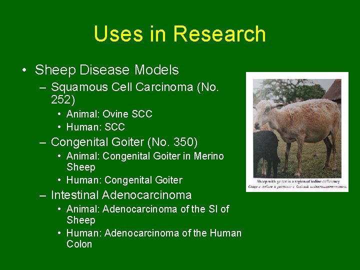 Uses in Research • Sheep Disease Models – Squamous Cell Carcinoma (No. 252) •
