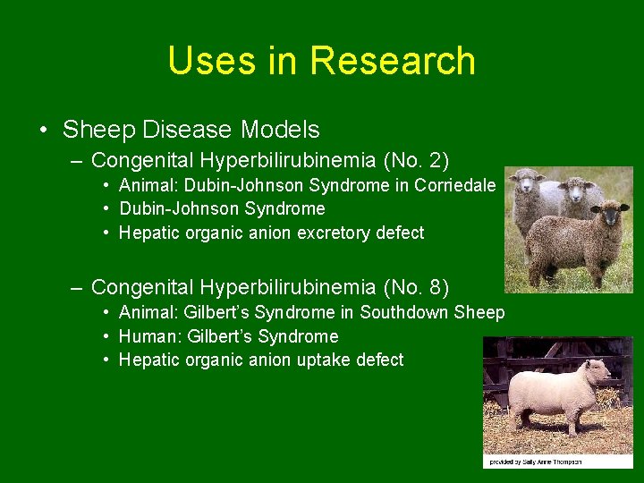 Uses in Research • Sheep Disease Models – Congenital Hyperbilirubinemia (No. 2) • Animal: