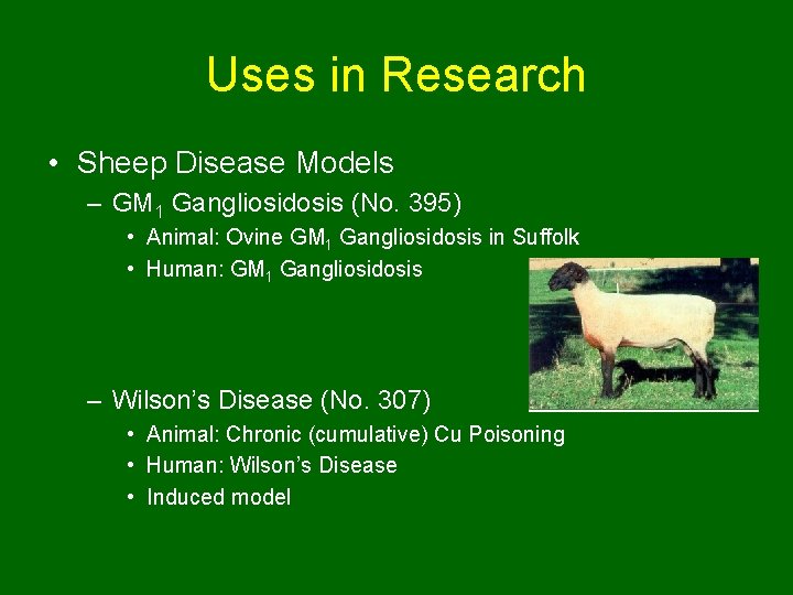 Uses in Research • Sheep Disease Models – GM 1 Gangliosidosis (No. 395) •
