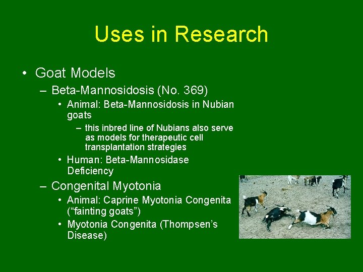 Uses in Research • Goat Models – Beta-Mannosidosis (No. 369) • Animal: Beta-Mannosidosis in