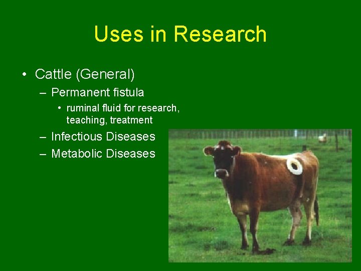 Uses in Research • Cattle (General) – Permanent fistula • ruminal fluid for research,