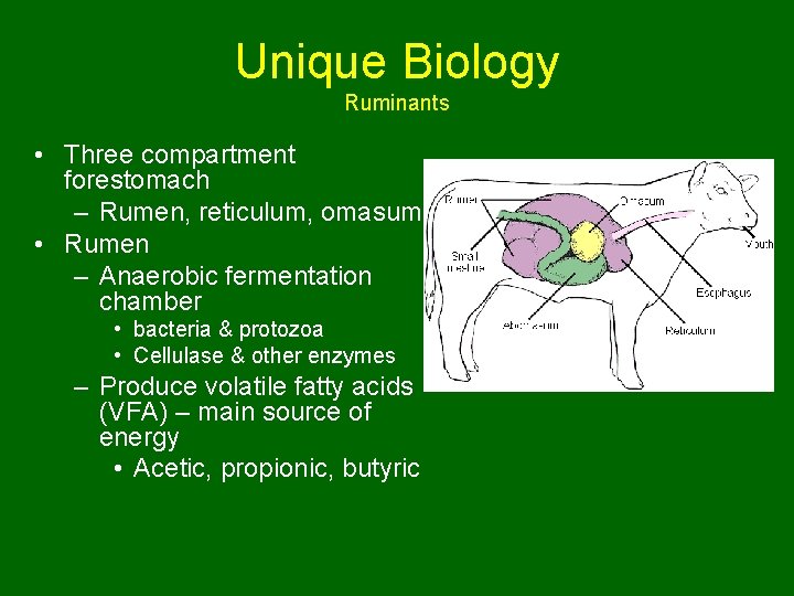 Unique Biology Ruminants • Three compartment forestomach – Rumen, reticulum, omasum • Rumen –