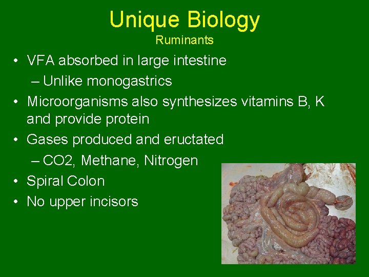 Unique Biology Ruminants • VFA absorbed in large intestine – Unlike monogastrics • Microorganisms