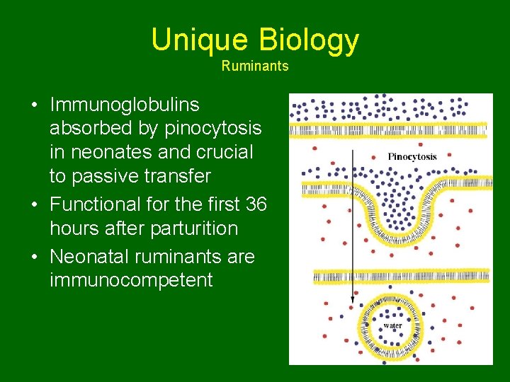 Unique Biology Ruminants • Immunoglobulins absorbed by pinocytosis in neonates and crucial to passive