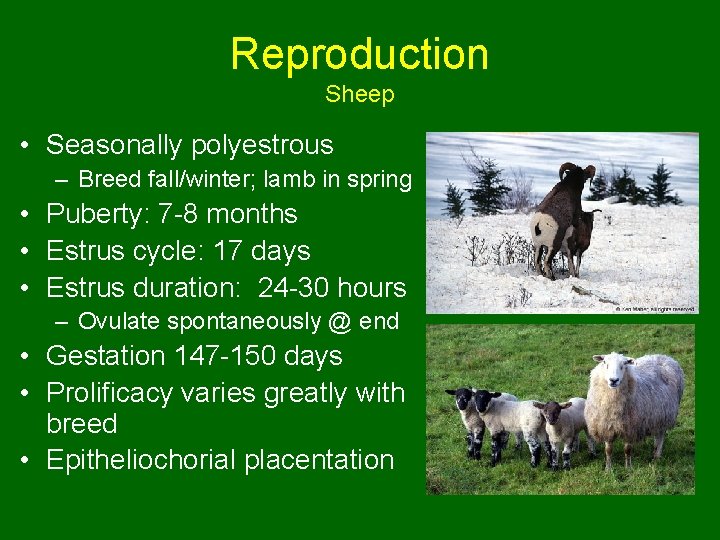 Reproduction Sheep • Seasonally polyestrous – Breed fall/winter; lamb in spring • Puberty: 7