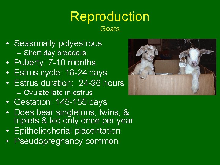 Reproduction Goats • Seasonally polyestrous – Short day breeders • Puberty: 7 -10 months