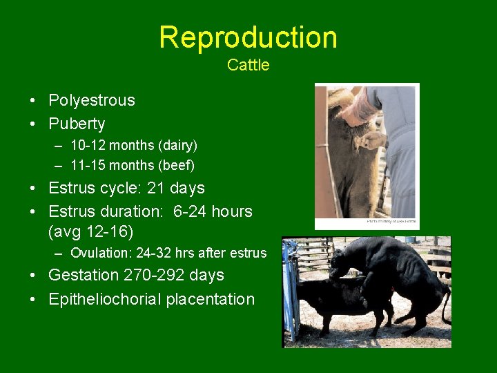 Reproduction Cattle • Polyestrous • Puberty – 10 -12 months (dairy) – 11 -15