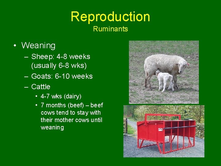 Reproduction Ruminants • Weaning – Sheep: 4 -8 weeks (usually 6 -8 wks) –