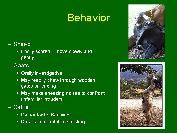 Behavior – Sheep • Easily scared – move slowly and gently – Goats •